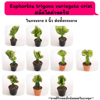 ES031 Euphorbia trigona variegata crist  สลัดไดด่างคริส ไม้กราฟ  Cactus กระบองเพชร พืชอวบน้ำ พืชทะเลทราย ตะบองเพชร