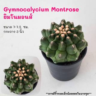 Gymnocalycium Montrose ยิมโนมอนส์  Cactus กระบองเพชร พืชอวบน้ำ พืชทะเลทราย ตะบองเพชร