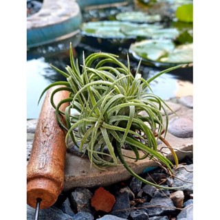 Tillandsia ionantha curly ไม้รากอากาศ