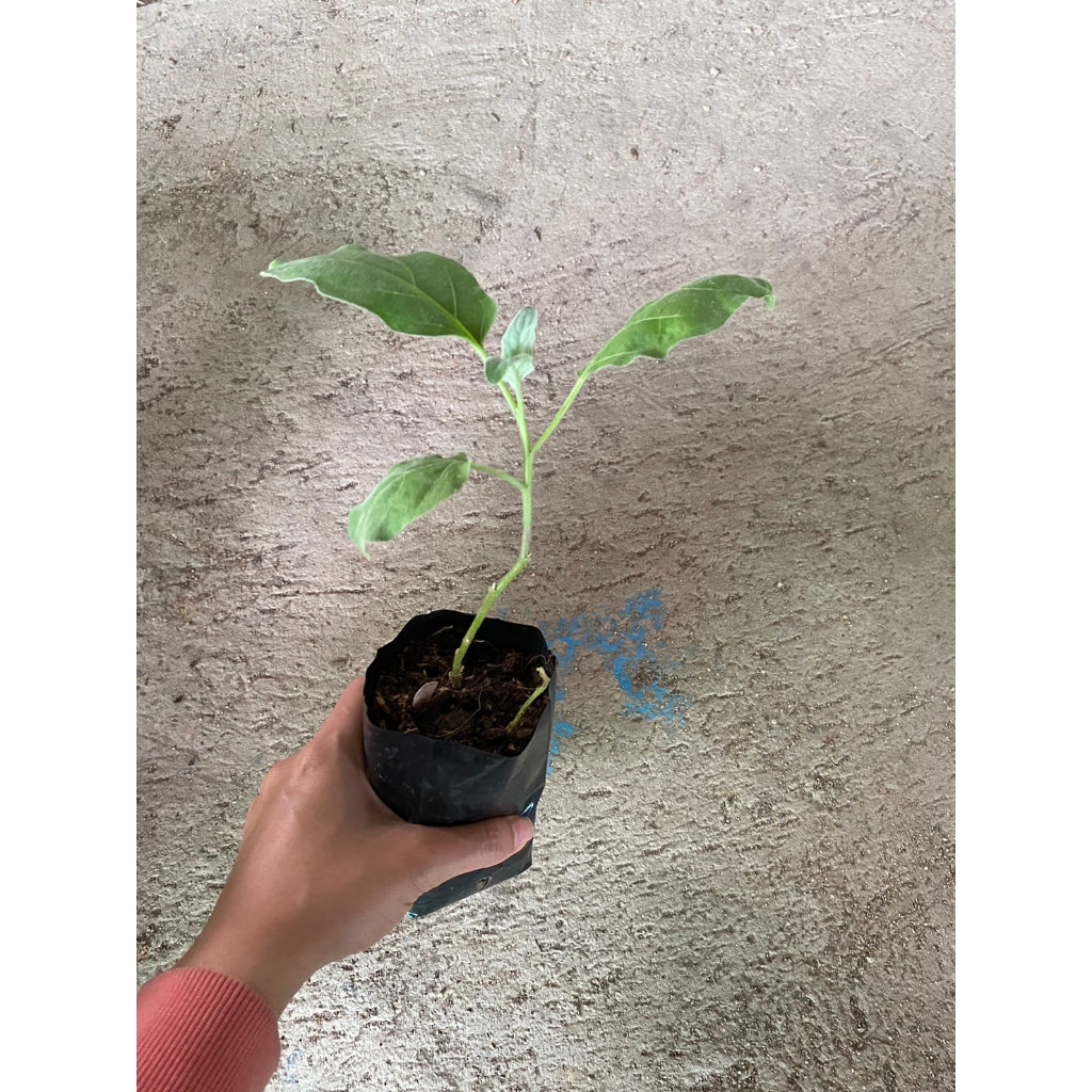 ต้นพันธุ์ มะเขือม่วงหลอดไฟ มะเขือม่วงญี่ปุ่น ในถุงดำ  29 บาท  ย่าง ผัด ชุบแป้งทอด - รูปที่ 4