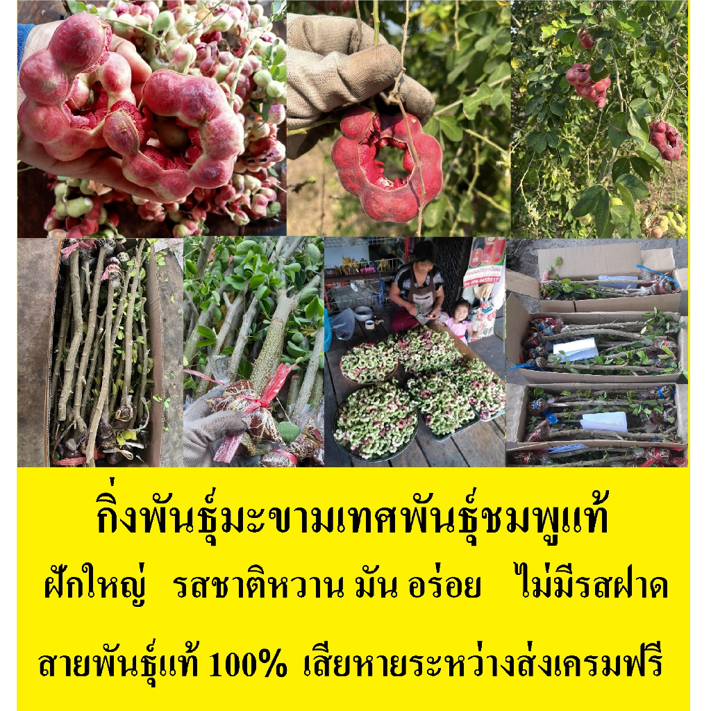 กิ่งพันธุ์มะขามเทศพันธุ์ชมพูแท้  ฝักใหญ่ หวาน มัน ไม่มีรสชาติฝาด 1 ปีติดฝัก กิ่งตอน (ฝักใหญ่ จัมโบ้)​ สีชมพู
