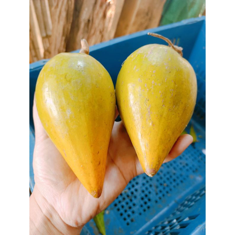 (((พร้อมส่ง)))เซียนท้อ/ม่อนไข่/ละมุดอินเดีย 🥭🥭รสชาติ หวาน/มัน/หอม อร่อย พร้อมคุณประโยชน์มากมาย