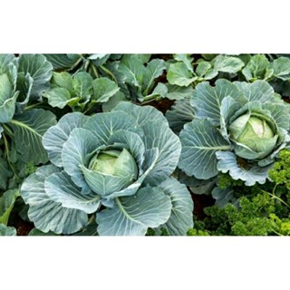 เมล็ดพันธุ์กะหล่ำปลีดัชต์หัวกลม เออร์ลี่ ราวด์ (Early Round Dutch Cabbage Seed)บรรจุ 100 เมล็ด ของแท้ คุณภาพดี ราคาถูก