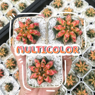 (ส่งฟรี) กระบองเพชร ยิมโนด่าง Multicolor ไต้หวัน ตัวแท้!! ไซส์ มินิ❤️‍🔥 พร้อมส่ง