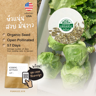 เมล็ดผักนำเข้า ผักกาดแก้ว Iceberg Lettuce (Organic Seed) Crisphead ไอซ์เบิร์ก Salad สลัดแก้ว