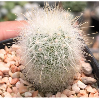 🌺🌺Mammillaria (Mamilopsis) senilis โคลนนำเข้ายุโรป ต้นสีขาวน่ารัก หนามโหด ดอกสีแดงสวยมาก เรียกได้ว่าสวยโหด♥️