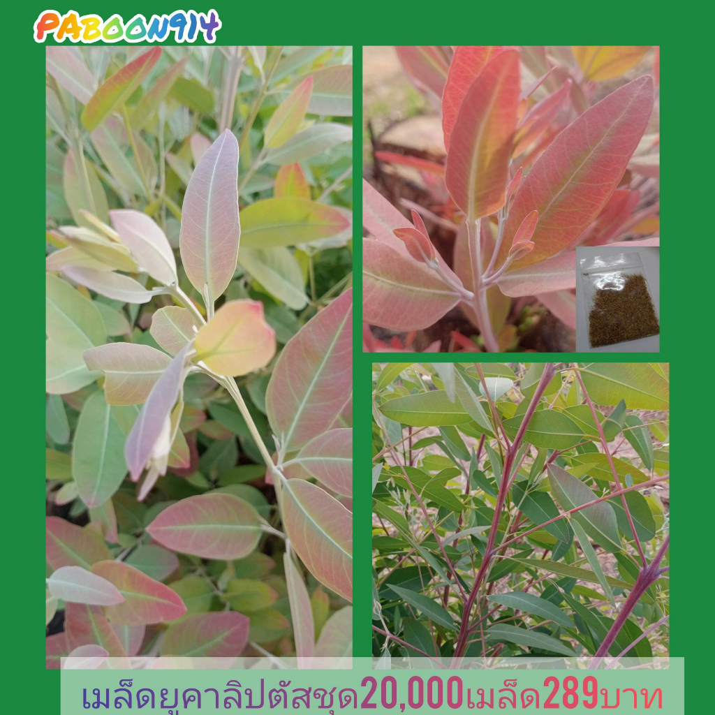 เมล็ดยูคา 20000 เมล็ด ราคา 289 บาท