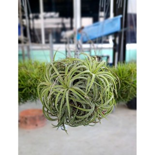 Tillandsia ionantha curly ทรงกลม