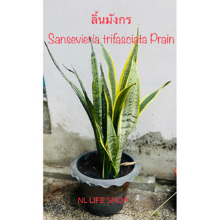 🚚ส่งด่วน❣❣ 🍀 ลิ้นมังกร ส่งพร้อมกระถางสีดำขนาด 10นิ้ว[ Sansevieria trifasciata Prain: Snake plant]