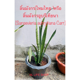 🚚พร้อมส่ง❣❣ลิ้นมังกร(ไหมไทย )หรือ ลิ้นมังกรอูบรีเทียนา[Sansevieria aubrytiana Carr]ส่งพร้อมกระถาง10นิ้ว