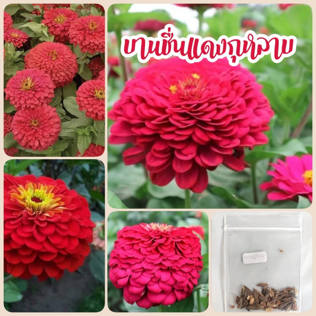 เมล็ดดอกบานชื่น สีแดงกุหลาบ 50 เมล็ด