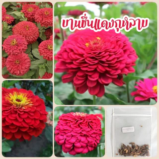 เมล็ดดอกบานชื่น สีแดงกุหลาบ​ 50​ เมล็ด