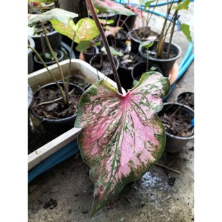 ชมพูพานครองเมืองcaladium