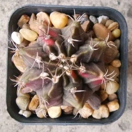 ยิมโนชำหน่อ โคลน black pearl pts