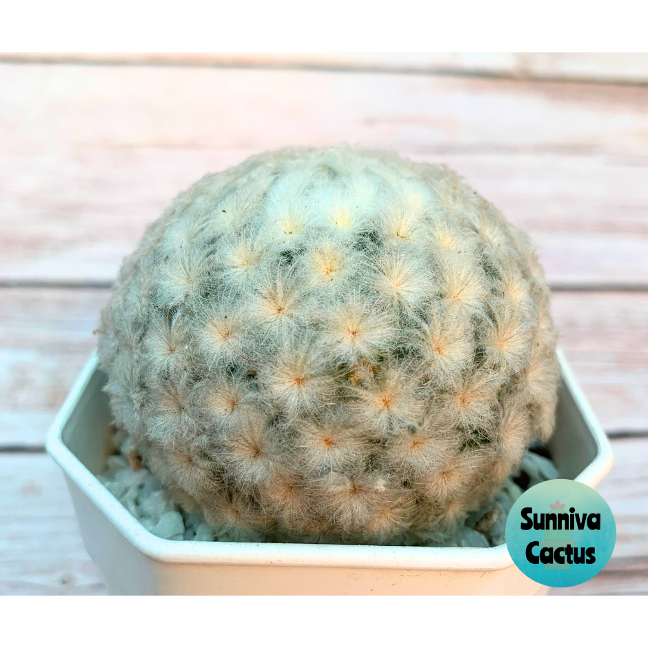 แมมขนนกขาวขนร่มญี่ปุ่น (Mammillaria plumosa)  กระบองเพชร แคคตัส ไม้อวบน้ำ cactus succulent