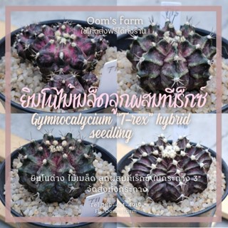 🌼Gymnocalycium-แคคตัสยิมโนไม้เมล็ดลูกผสมทีเร็กซ์ ในกระถางขนาด 3 นิ้ว จัดส่งให้ทั้งกระถาง สวยทุกต้นครับ