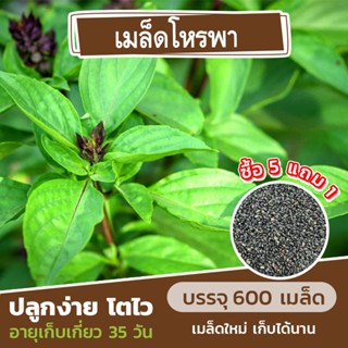 เมล็ดพันธุ์ โหรพา🍂 สมุนไพร ต้านโควิด แบ่งขาย 600 เมล็ด (ซื้อ 5 แถม 1)