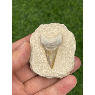 1 Pc Randomly Pick Fossilised Shark Tooth on Matrix for Collection