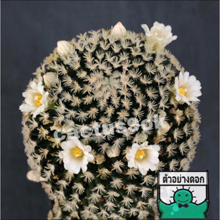 แคคตัส แมม โรมิรี่ mammillaria roemeri cactus ไม้กราฟ จำนวน 1 ต้น