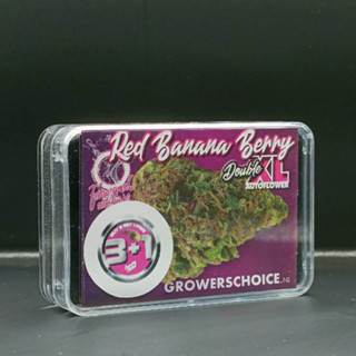 Red Banana Berry Double XL Autoflower - Growers Choice