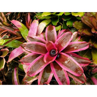 ขายเป็นหน่อหรือต้นลูก #สับปะรดสี #bromeliads #ไม้มงคล #ไม้ด่าง # ไม้ประดับ #ไม้จัดสวน #ไม้ใบสวย