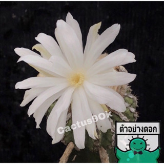 แคคตัส  ดิสโก้ ฮอทิไอ Discocactus cactus ไม้กราฟ จำนวน 1 ต้น