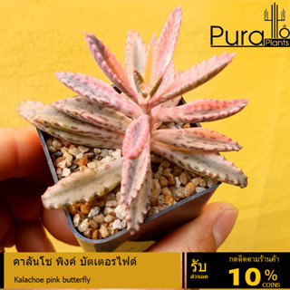 ต้นไม้อวบน้ำ กุหลาบหิน Kalachoe pink butterfly #ไม้อวบน้ำ #succulent #ไม้มงคล #เศรษฐีพันล้าน