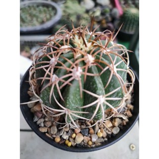 กระบองเพชร แคคตัส เมโลแคคตัส Melocactus curvispinus อยู่ในกระถาง 4 นิ้ว พร้อมส่ง