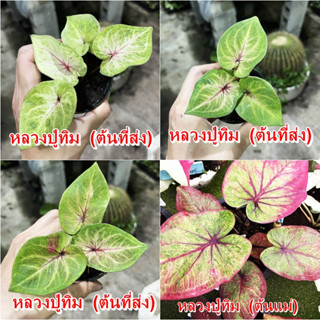 หลวงปู่ทิมบอนสี ตับเกจิ ไม้ผ่าหัว บอนสีตัวเทพ บอนสีราคาส่ง caladium บอนสีไทย