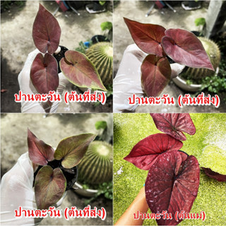 ปานตะวันบอนสี บอนสีเข้มดำสวย ไม้ผ่าหัว บอนสีตัวเทพ บอนสีราคาส่ง caladium บอนสีไทย