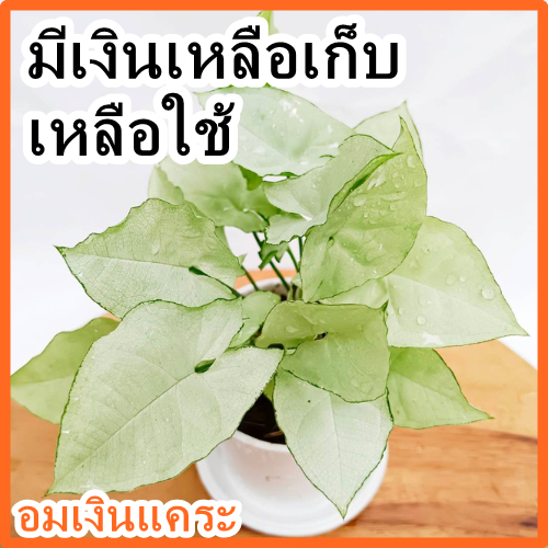 ต้นไม้มงคล ต้นออมเงินแคระ ฟรีจานรอง เสริมดวงค้าขายร่ำรวย ในกระถา 3 นิ้ว เลี้ยงในห้องน้ำได้