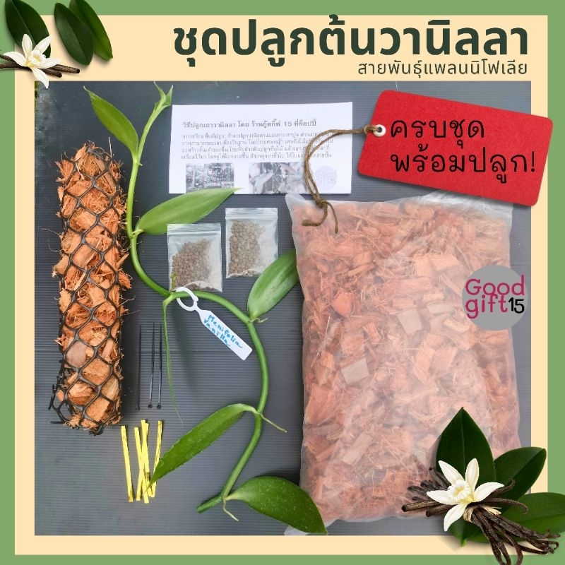 ชุดปลูกต้นวานิลลา อุปกรณ์ครบชุดสำหรับปลูกต้นวานิลลา #สำหรับคนที่อยากทดลองปลูกต้นวานิลลา (พร้อมส่ง) #แนะนำ #ลดราคา