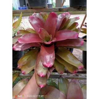 สับปะรดสี ไม้ประดับไม่ตกเทรน กอใหญ่สีสวย ส่งทั้งกระถางใหญ่คะ