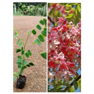 ต้นชัยพฤกษ์ ดอกสวยมาก ดอกสีชมพูเข้ม
