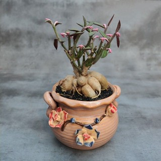 💓Monadenium montanum var. rubellum💓