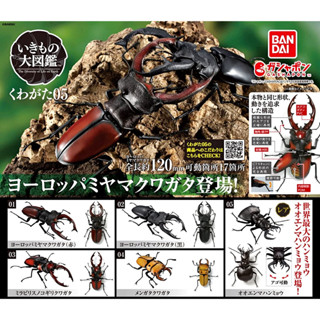 (มีของพร้อมส่ง) กาชาปองด้วง Gashapon Bandai Kuwagata Stag Beetle Action Vol.05 โมเดลสัตว์