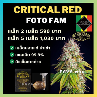 เมล็ดกัญชานอกนำเข้า งานค่าย แท้ 💯 มีแพ็คเกจ เมล็ดพันธ์ุกัญชาสายพันธุ์ critical red (ค่ายBelgicanna)