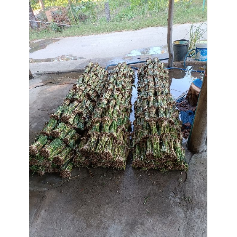 หญ้าแฝกสงขลา3(หญ้าแฝกหอม)5,000ต้นแถม200ต้น ปลูกป้องกันดินสไลด์ขอบบ่อ