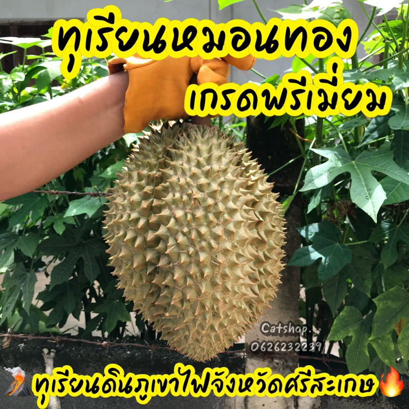 { รอบตัด 3-4 ก.ค. 69} เกรดพรีเมี่ยม ส่งฟรี📮เนื้อแน่น เต็มทุกพู !! ทุเรียนหมอนทอง ดินภูเขาไฟจังหวัดศรีสะเกษ 🌋🔥