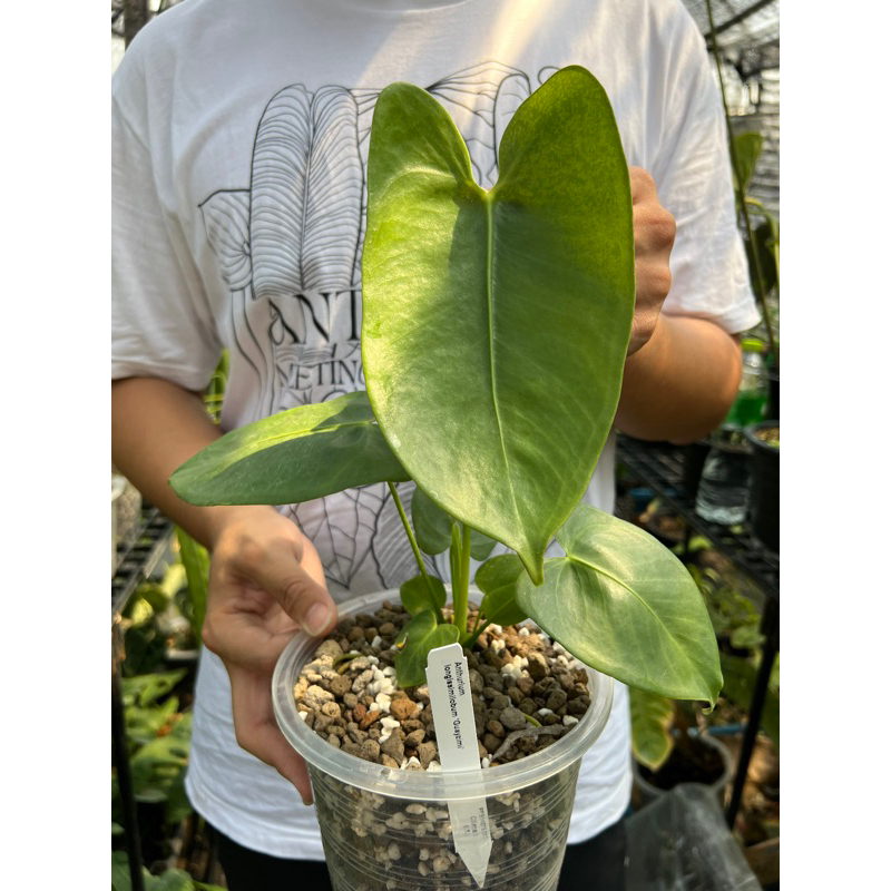 Anthurium longissimilobum ‘Guatzimi’ ไม่ค่อยมีในไทย