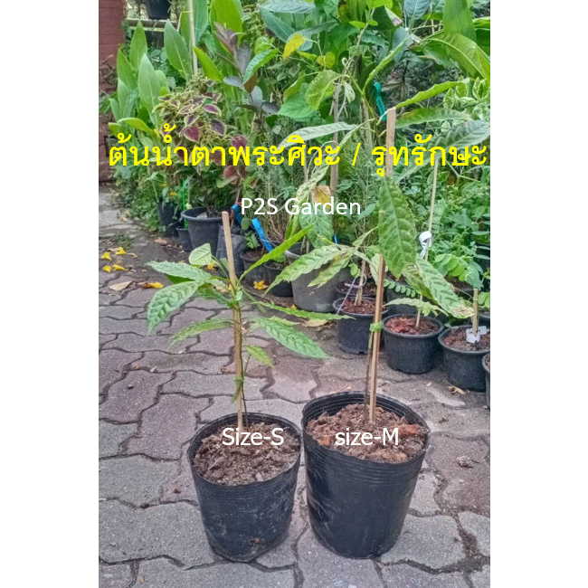 RUDRAKSHA TREE - Elaeocarpus ganitrus - 20-50 cm. height - Imported plants น้ำตาพระศิวะ รุทรักษะ