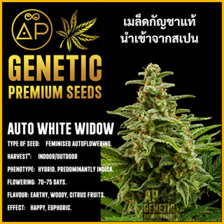 🇪🇸 เมล็ดกัญชา Auto White Widow เมล็ดค่าย AP Genetic นำเข้าจากสเปน เมล็ดกัญ ชา ออโต้ เพศเมีย แท้ 100% ควบคุมคุณภาพอย่างเข