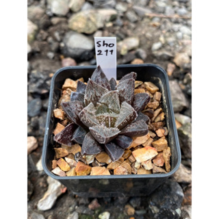 Haworthia Hybird Thailand กระถาง 2 นิ้ว (ส่งทั้งกระถาง) รหัสsho211-220