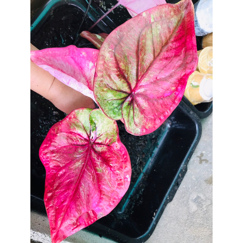 หลวงปู่ทิม บอนสีหน้าหวานๆ ต้นโตมากๆ (อัพกระถาง8” ได้เลยค่ะ)กัดสีสวยมาก ทักแชทเพิ่มเติมได้ค่ะ