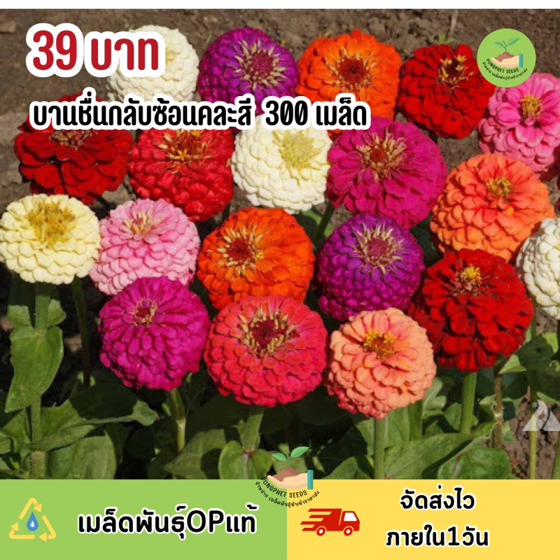 ดอกบานชื่นคละสี คละสายพันธุ์300เมล็ด 🌸 คุ้มสุดๆ ปลูกได้ทั้งสวน