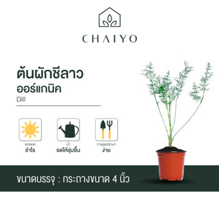 ต้นผักชีลาว ออร์แกนิค Organic  Dill กระถาง 4 นิ้ว