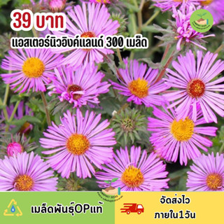 เมล็ดพันธุ์ ดอกแอสเตอร์นิวอิงค์แลนด์ 300 เมล็ด