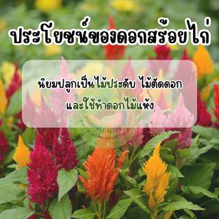 เมล็ดพันธุ์ดอกสร้อยไก่ 500เมล็ด คุ้มที่สุดเรทส่งโรงงาน ถูกที่สุด