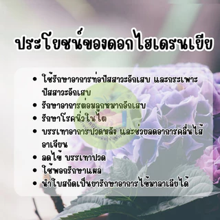ดอกไฮเดรนเยียคุ้มสุดๆ 🌸เมล็ดพันธุ์ไฮเดรนเยีย เมล็ดพันธุ์ดอกไฮเดรนเยียราคาส่ง ❤️
