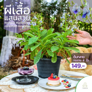 Treeno.9 T348 ดอกผีเสื้อแสนสวย - ดอกไม้กินได้ (Rotheca Myricoides) กระถาง 8 นิ้ว / สูง 40-50 ซม. / ไม้ประดับ ไม้ดอก (ต้นไม้)